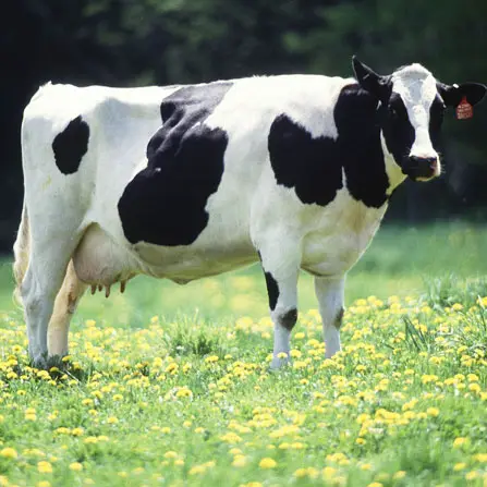 Cattle Feeds