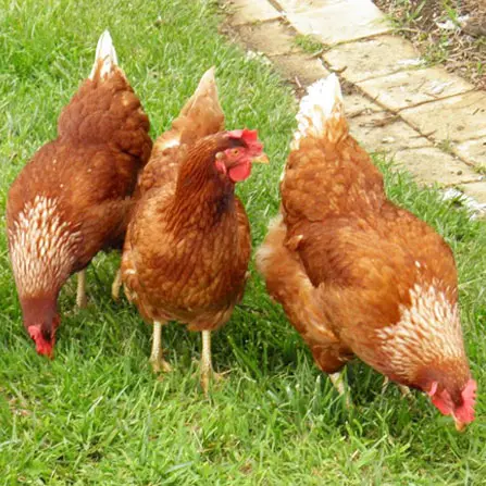 Poultry Feeds