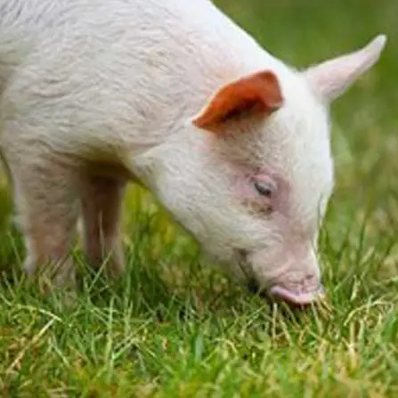 Pig Feeds